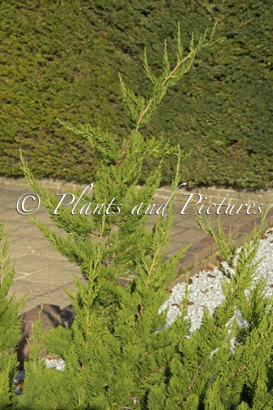 Juniperus chinensis ‘Kaizuka’