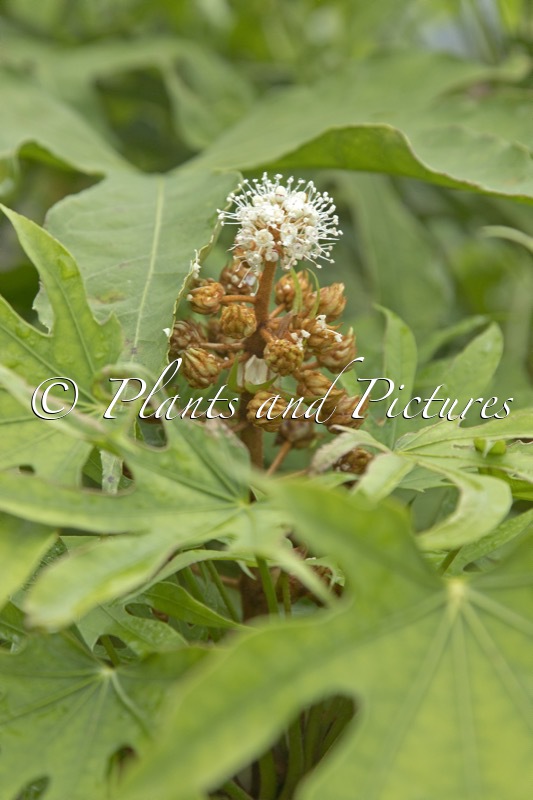 Fatsia polycarpa ‘Green Fingers’