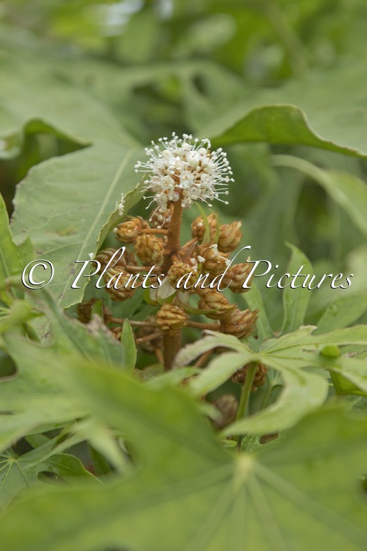 Fatsia polycarpa ‘Green Fingers’