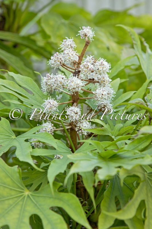 Fatsia polycarpa ‘Green Fingers’