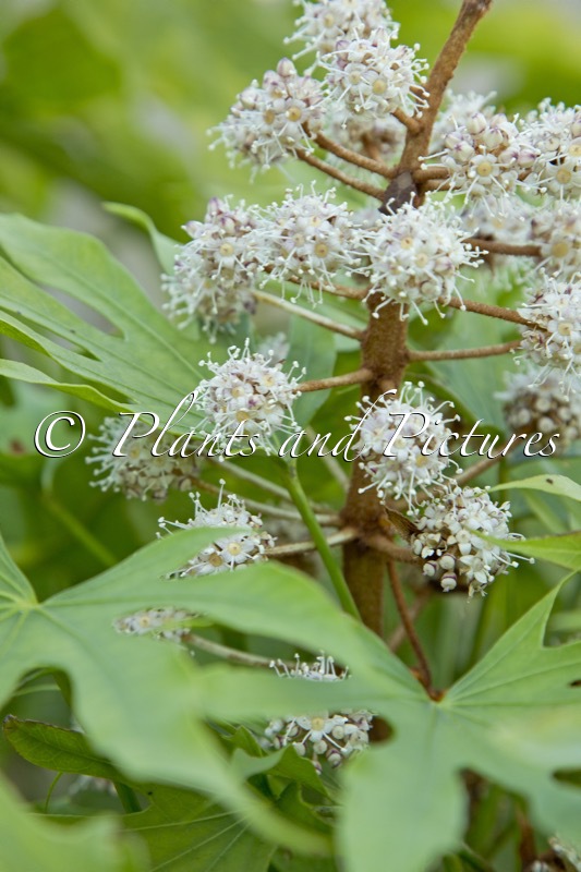 Fatsia polycarpa ‘Green Fingers’
