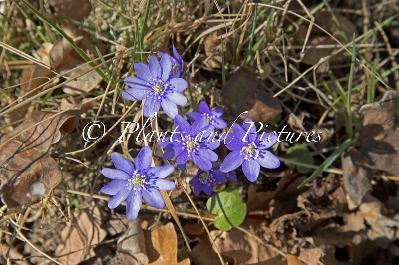 Hepatica nobilis