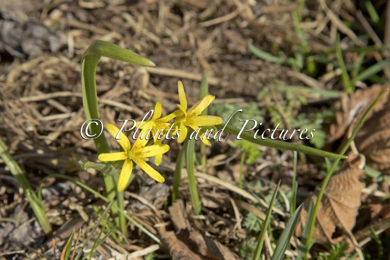 Gagea lutea