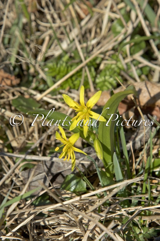 Gagea lutea