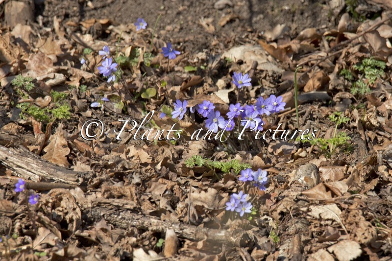 Hepatica nobilis