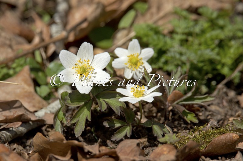 Anemone nemorosa