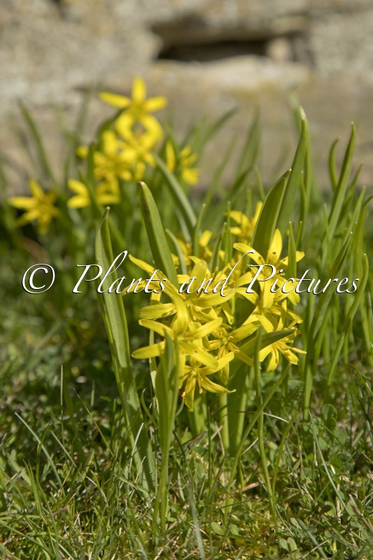 Gagea lutea