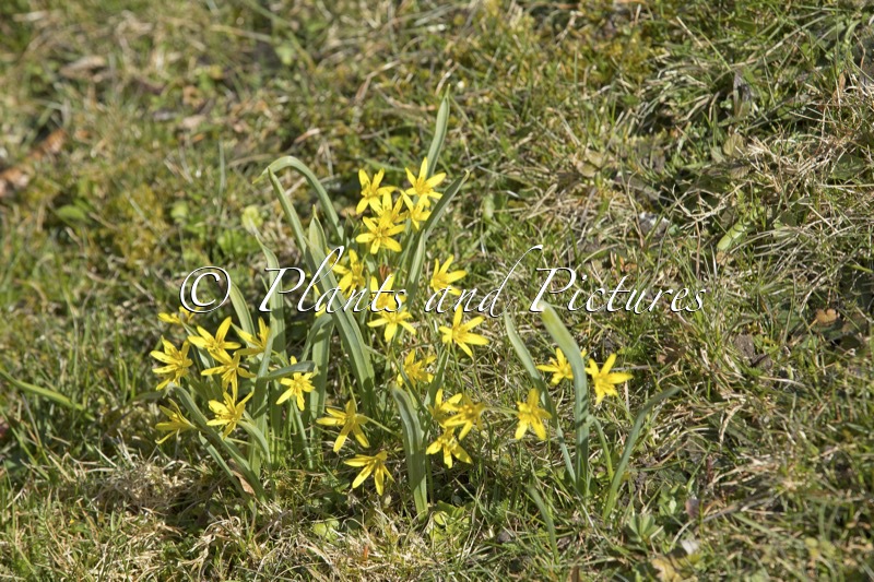 Gagea lutea