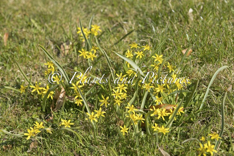 Gagea lutea