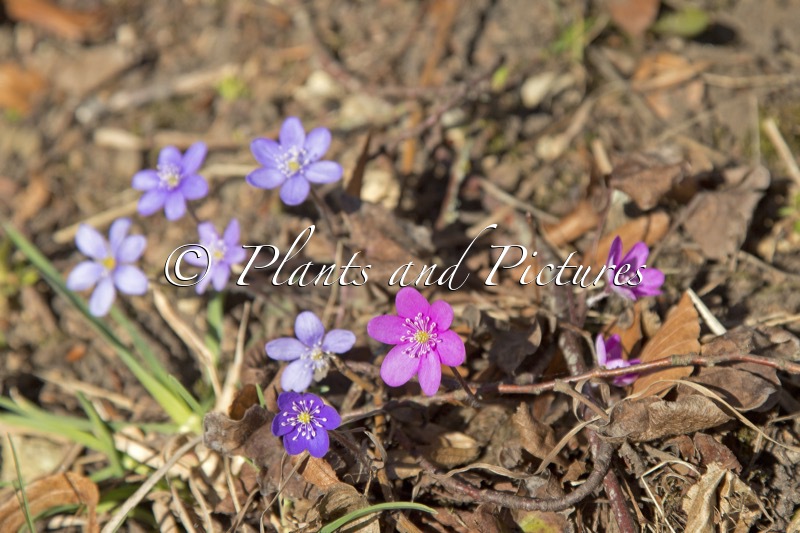 Hepatica nobilis