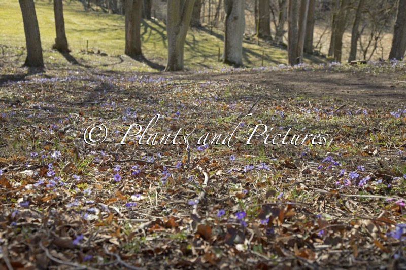 Hepatica nobilis