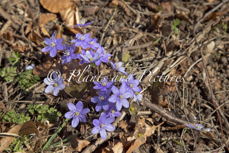 Hepatica nobilis