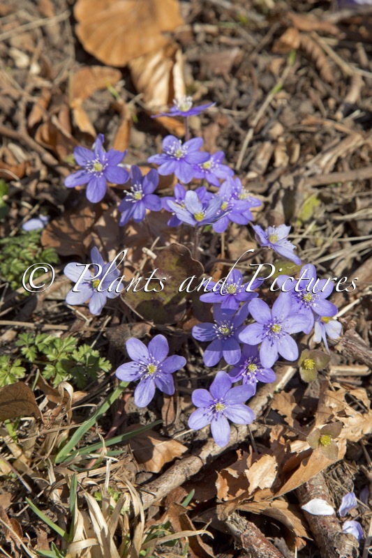 Hepatica nobilis