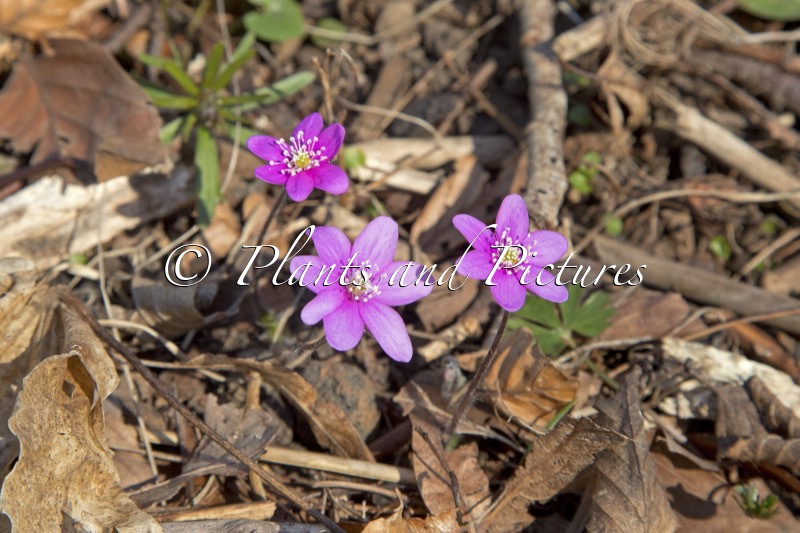 Hepatica nobilis