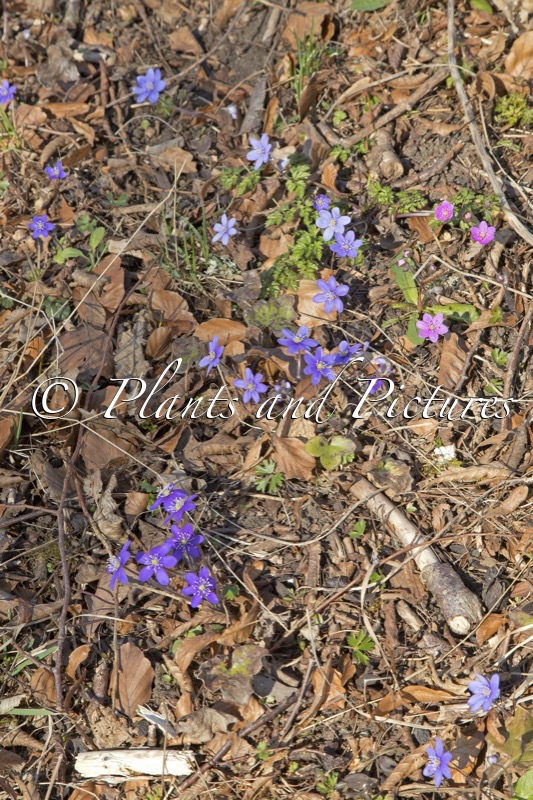 Hepatica nobilis