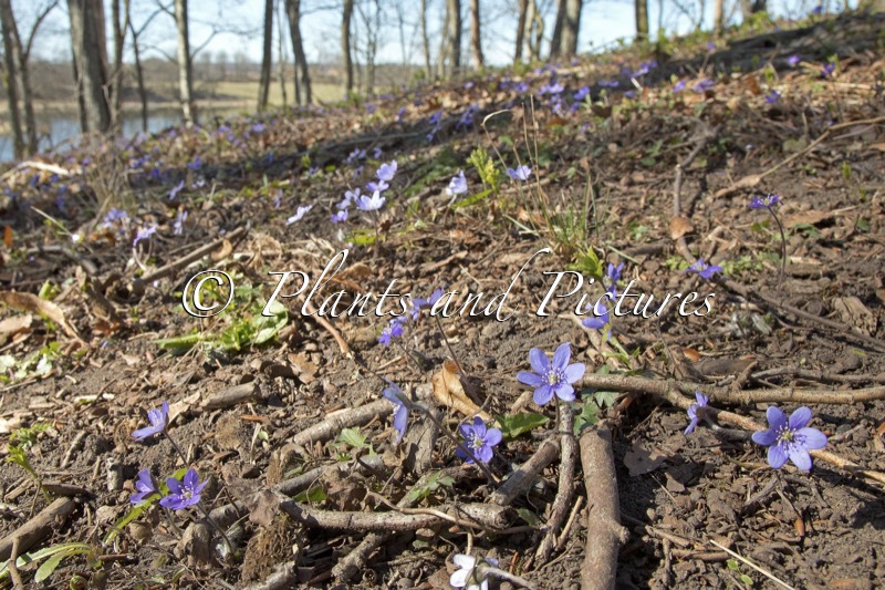 Hepatica nobilis