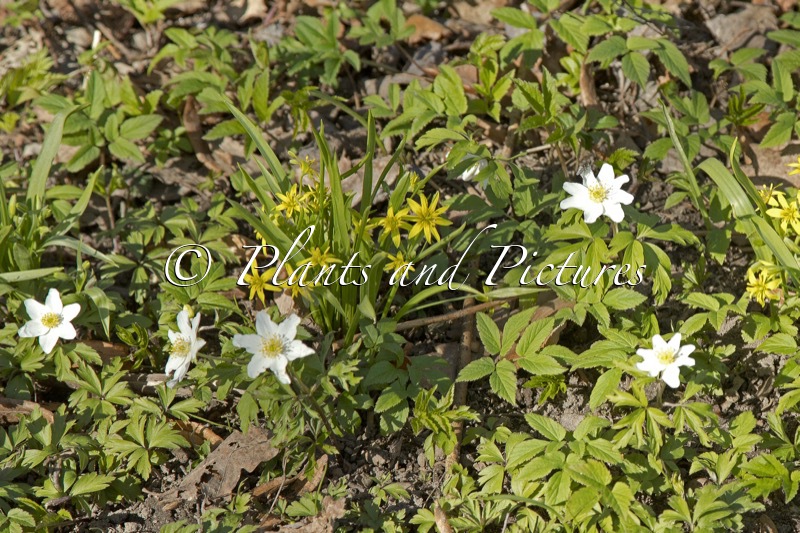 Gagea lutea (+Anemone nemorosa)
