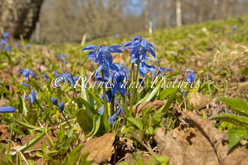 Scilla siberica