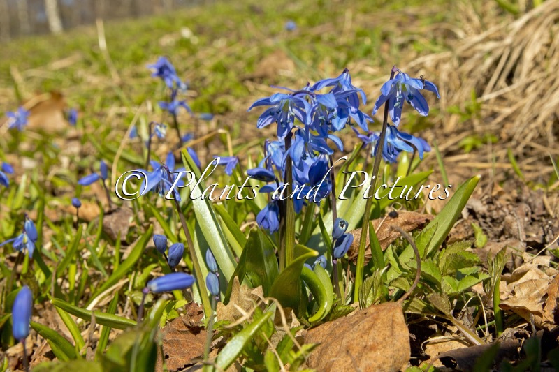 Scilla siberica