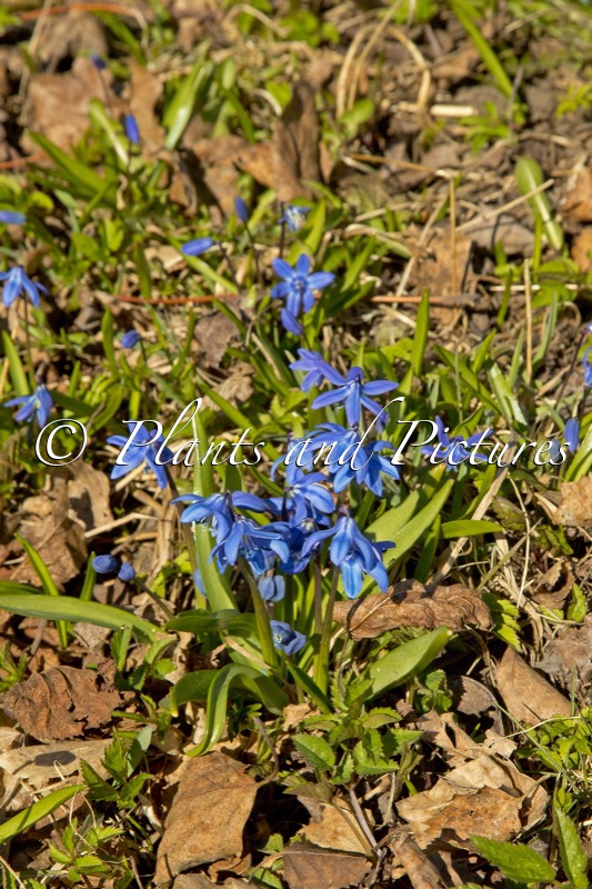 Scilla siberica