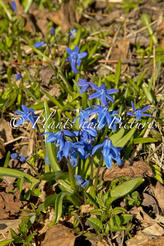Scilla siberica