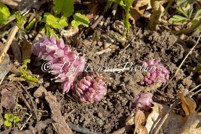Lathraea squamaria
