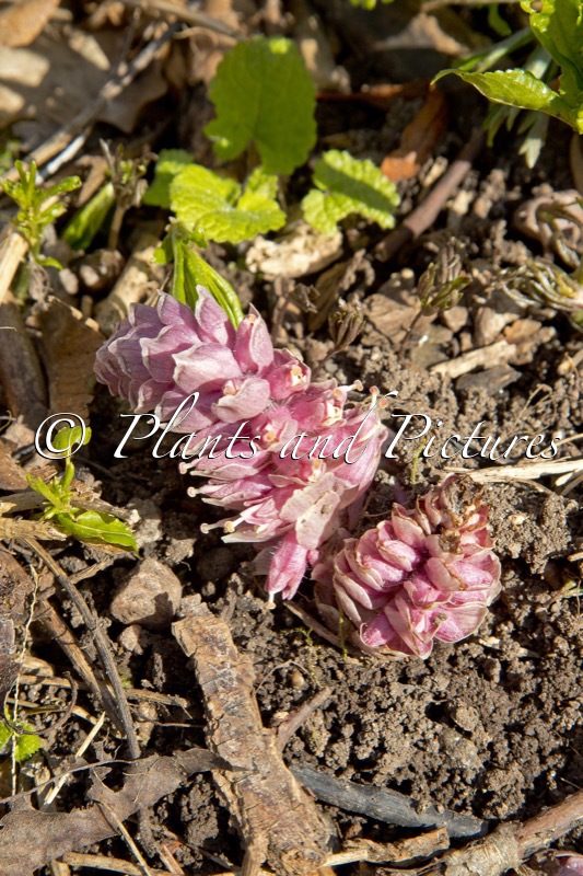 Lathraea squamaria