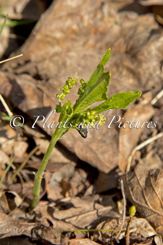 Mercurialis perennis