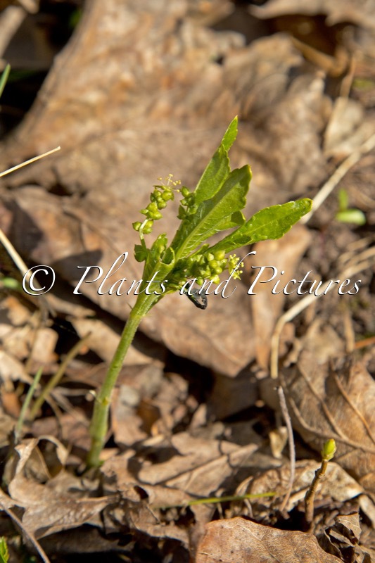 Mercurialis perennis