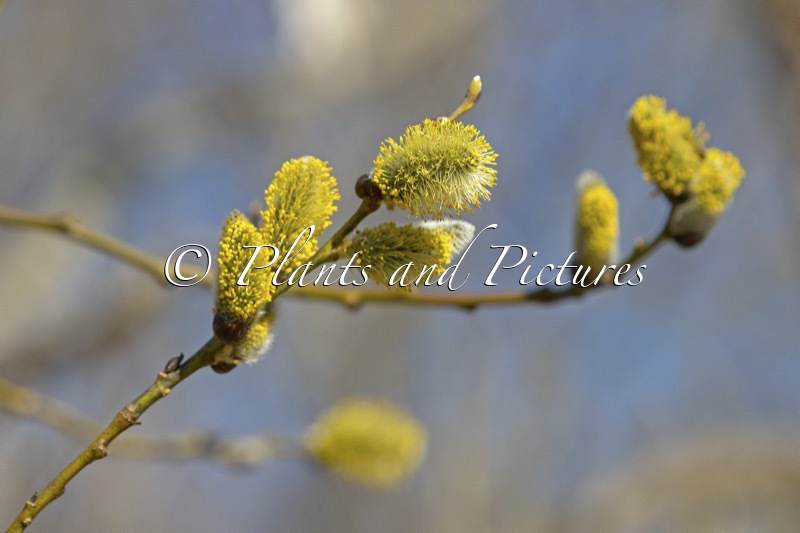 Salix caprea