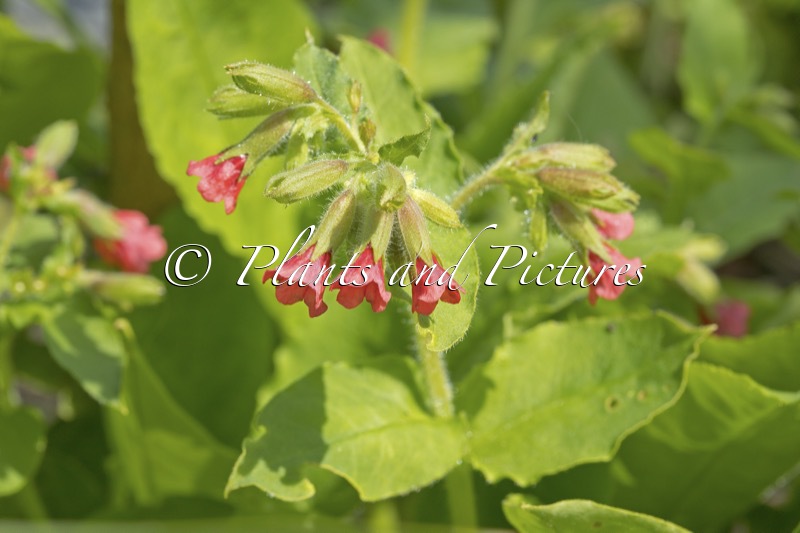 Pulmonaria rubra ‘Redstart’