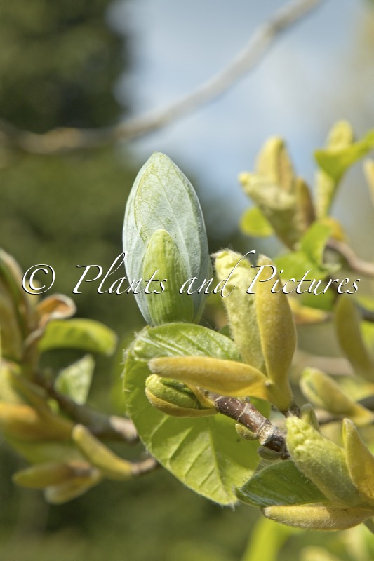 Magnolia acuminata ‘Seiju’
