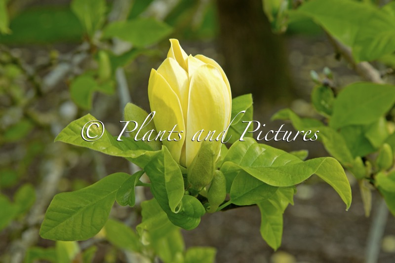 Magnolia brooklynensis ‘Yellow Bird’