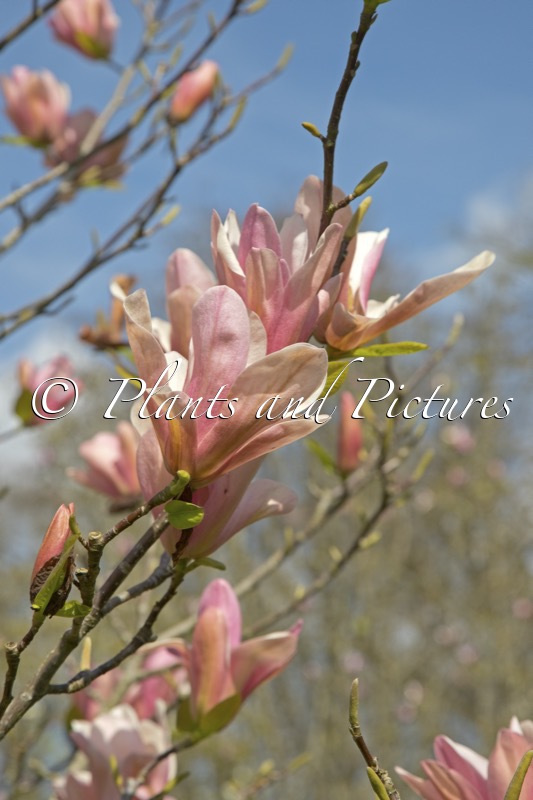 Magnolia ‘Coral Lake’