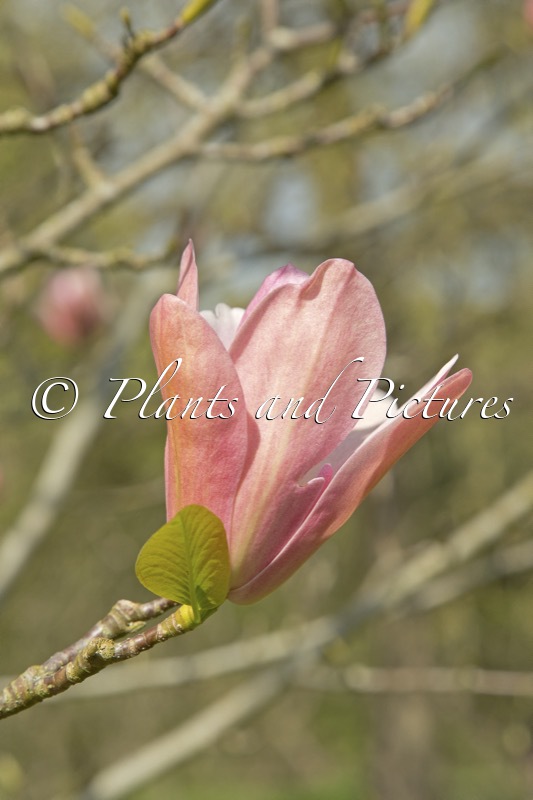 Magnolia ‘Coral Lake’