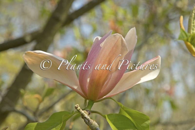 Magnolia ‘Peachy’