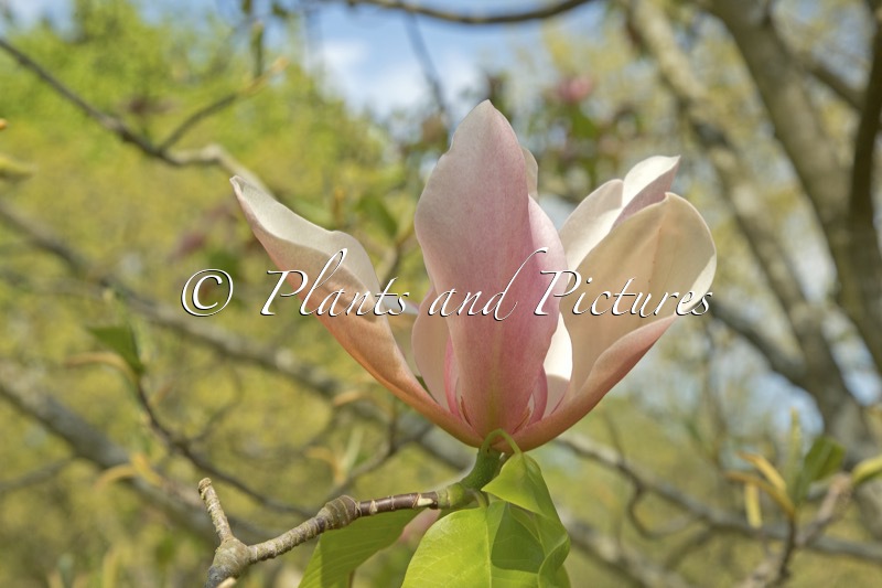 Magnolia ‘Peachy’