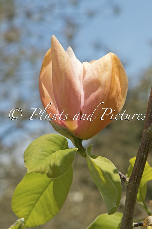 Magnolia ‘Apricot Brandy’
