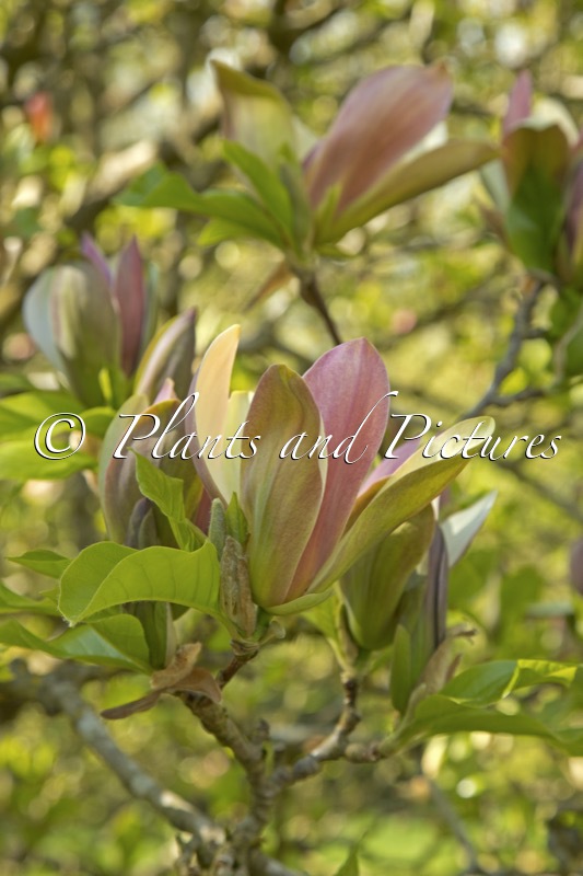 Magnolia brooklynensis ‘Woodsman’