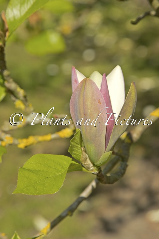 Magnolia brooklynensis ‘Woodsman’