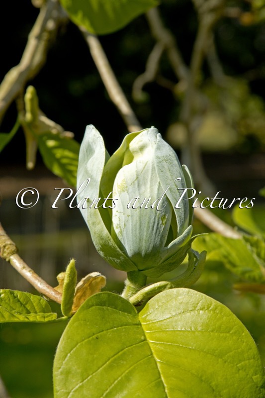 Magnolia acuminata ‘Busey’