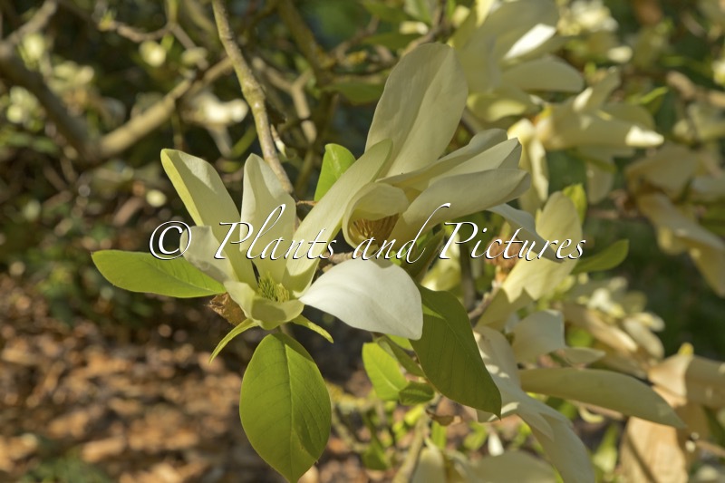 Magnolia ‘Unique’