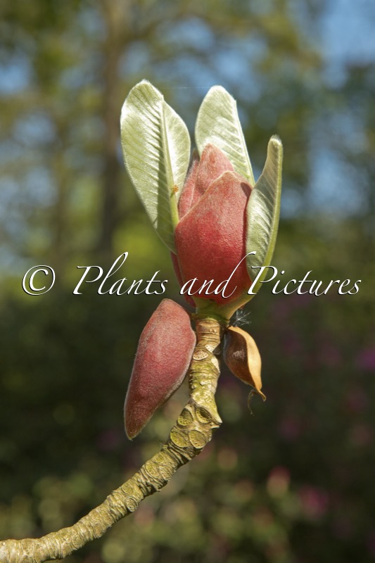 Magnolia officinalis var. biloba