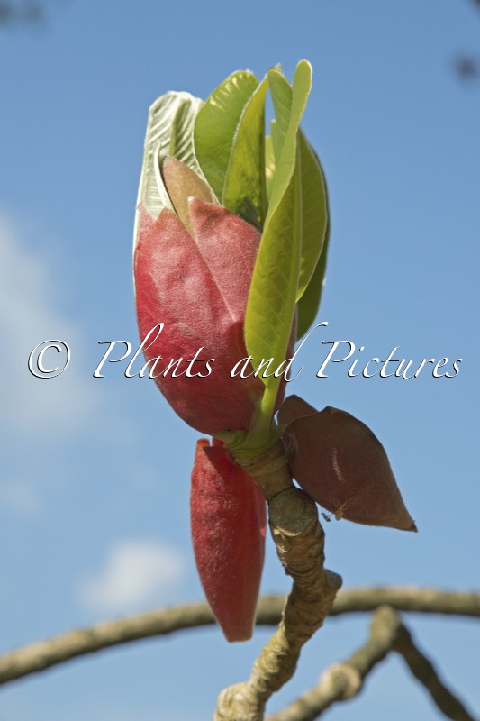 Magnolia officinalis var. biloba