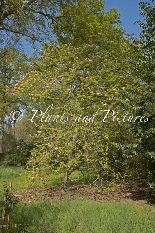 Magnolia brooklynensis ‘Evamaria’