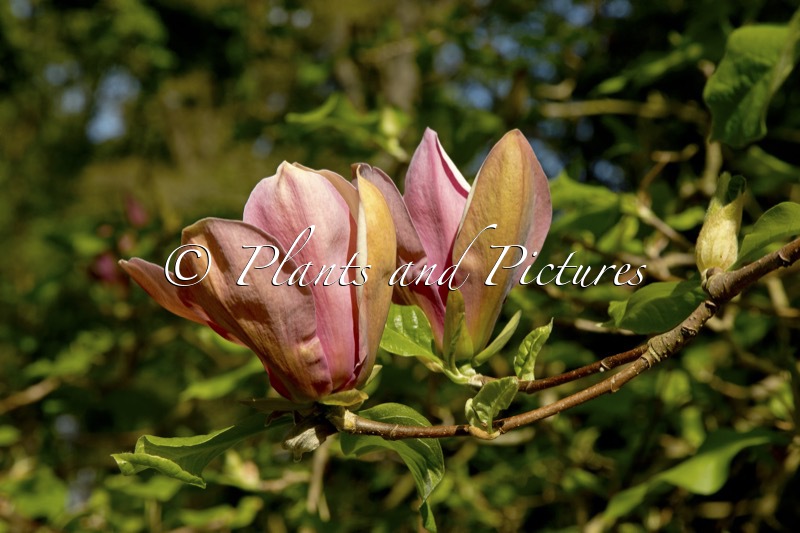 Magnolia brooklynensis ‘Evamaria’
