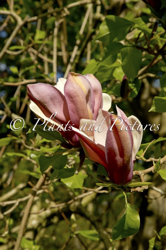 Magnolia brooklynensis ‘Evamaria’
