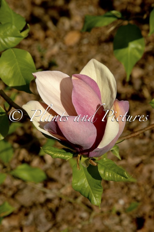 Magnolia brooklynensis ‘Evamaria’