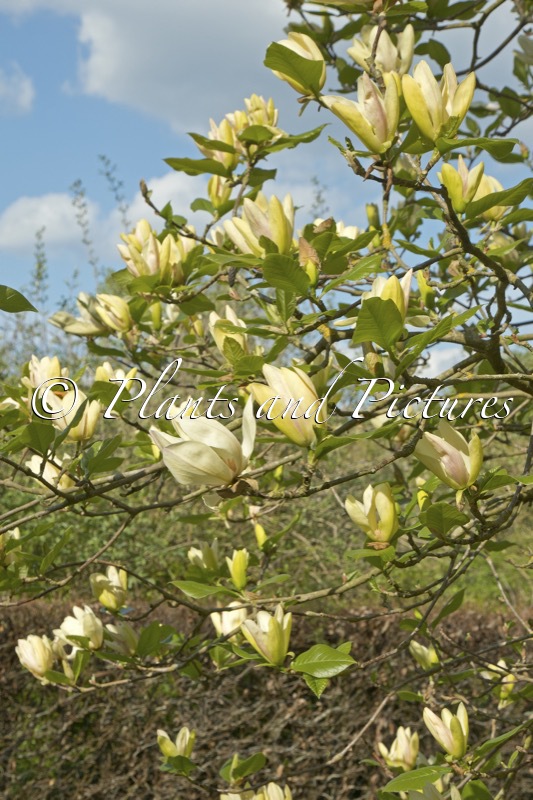 Magnolia ‘Tranquility’