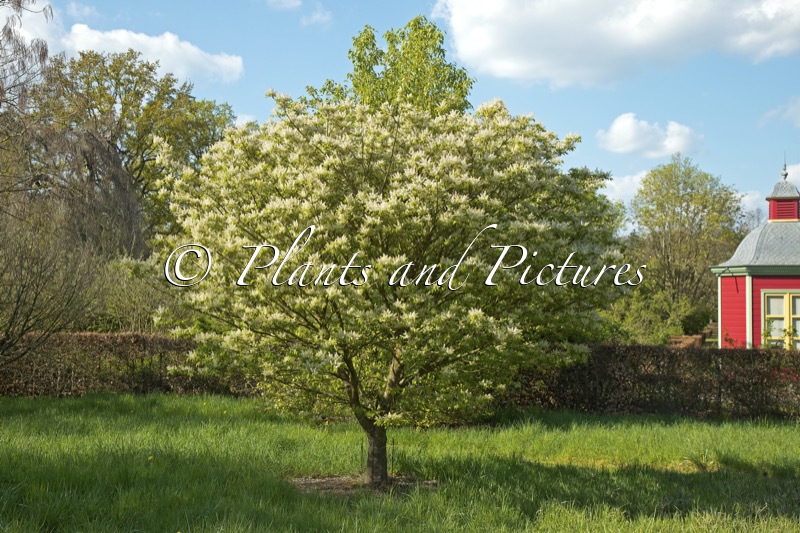 Fraxinus longicuspis